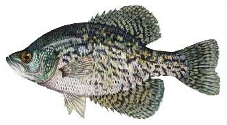 Lake of the Woods Crappie Fishing