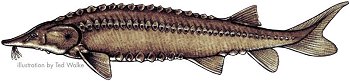Lake Winnipeg Lake Sturgeon Fishing