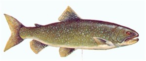Lake of the Woods Lake Trout Fishing