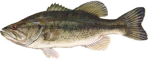 Lake of the Woods Largemouth Bass Fishing