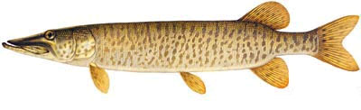Lake of the Woods Muskie Fishing