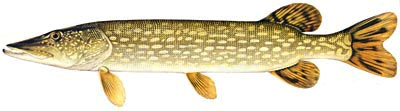 Lake of the Woods Northern Pike Fishing