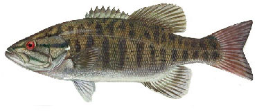 Lake of the Woods Smallmouth Bass Fishing