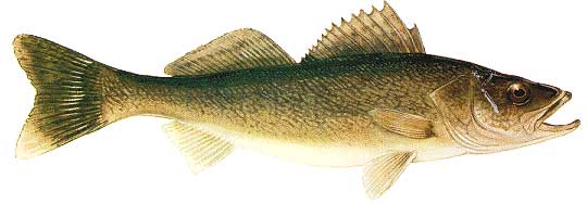 Lake of the Woods Walleye Fishing