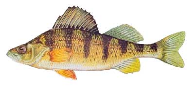 Lake of the Woods Yellow Perch Fishing